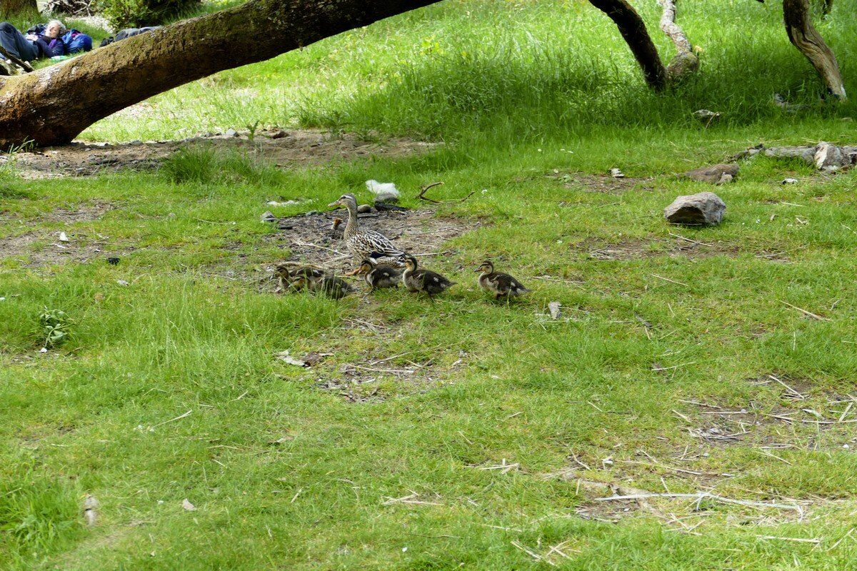 Besuch beim Rastplatz.