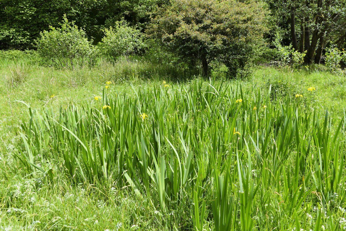 Blumenwiese am Rastplatz.