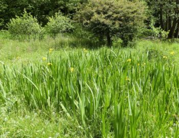 Blumenwiese am Rastplatz.