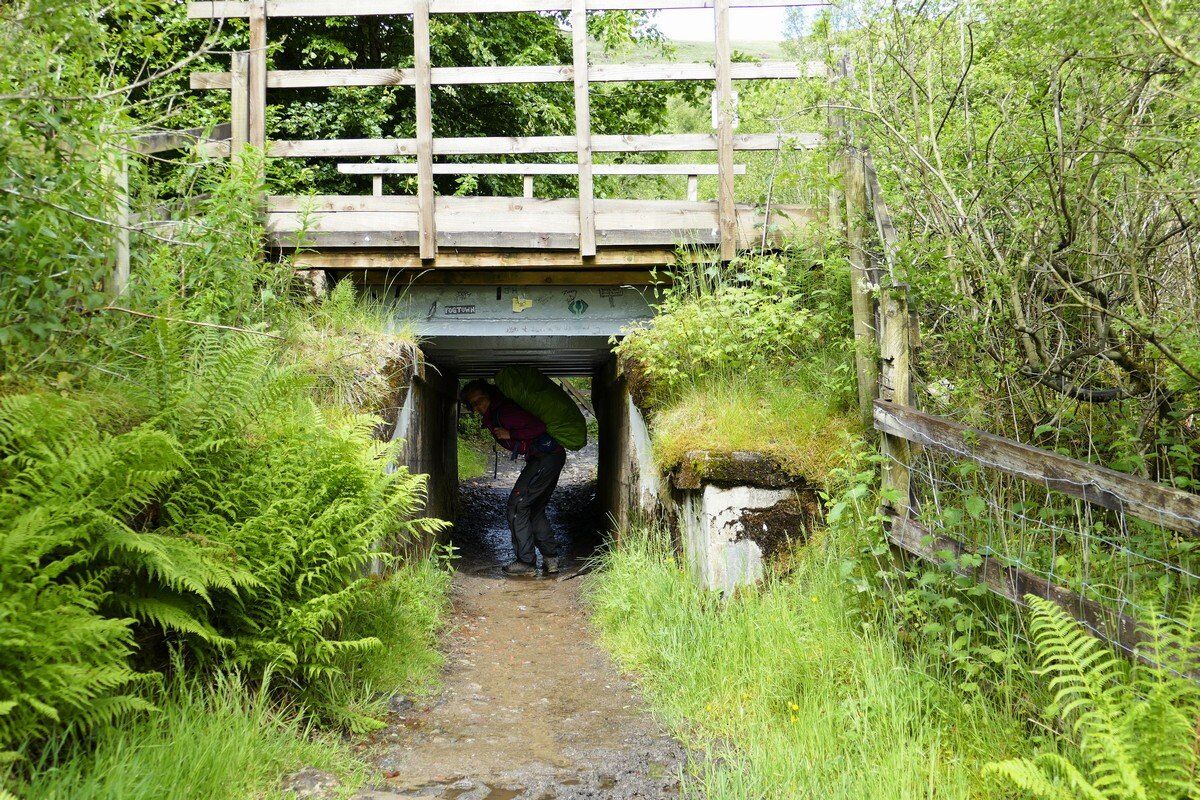 Schafunterführung der Bahntrasse.