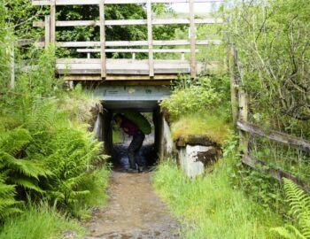 Schafunterführung der Bahntrasse.
