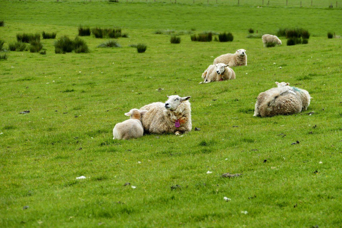 Auf dem Weg zur Auchtertyre Farm.