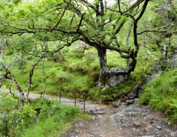 Durch Wald geht es aufwärts.