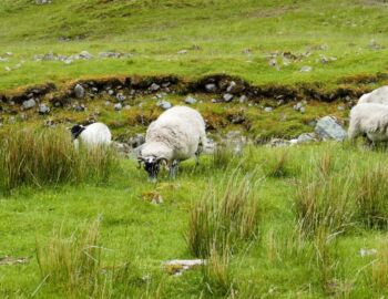 Schafe im Lairig More.