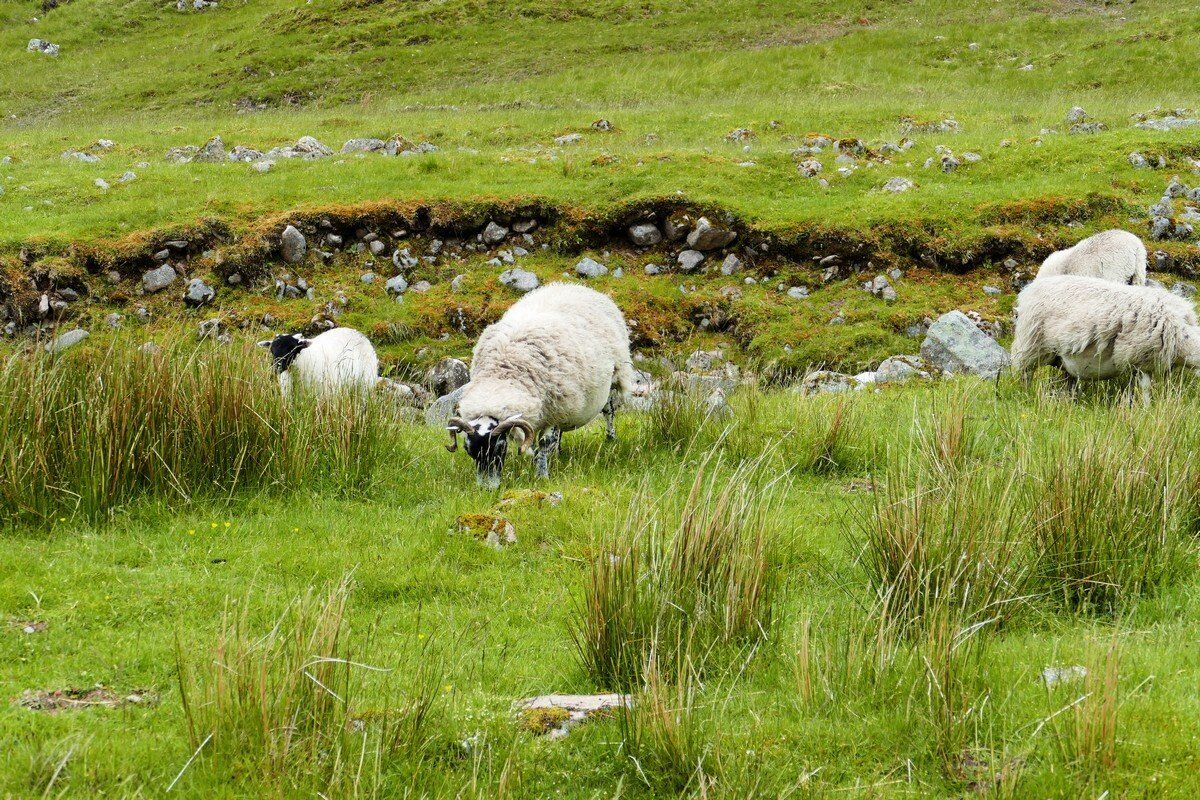 Schafe im Lairig More.