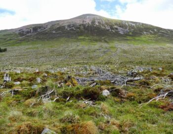 Hier stand mal Wald.