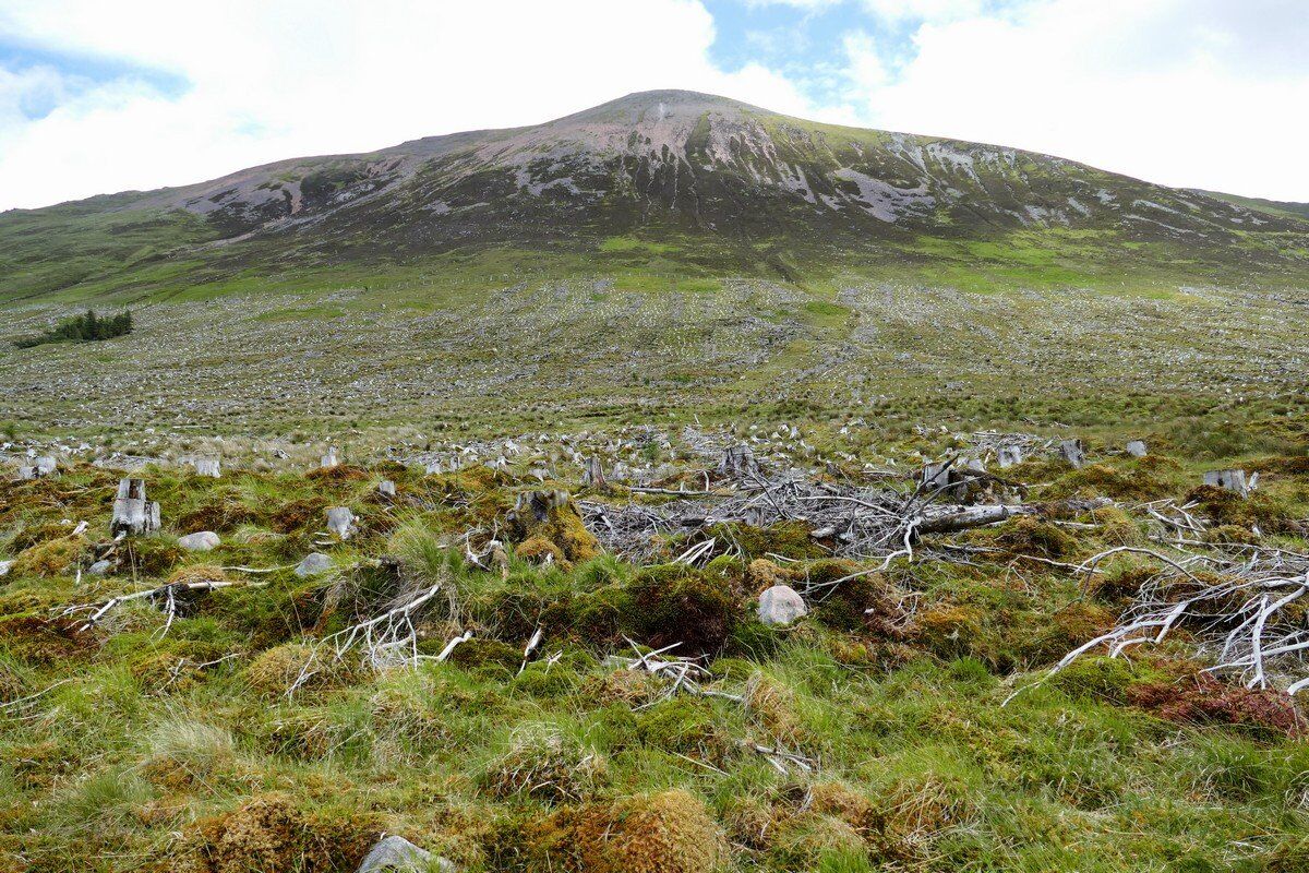 Hier stand mal Wald.