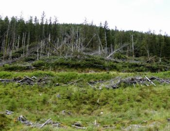 Waldschaden.