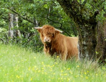 Im Glen Nevis.