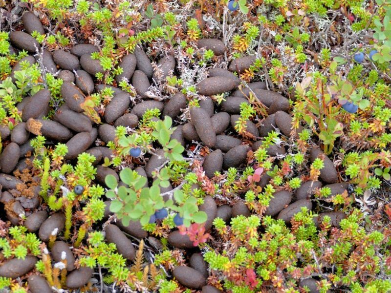 Hier waren Elche unterwegs.