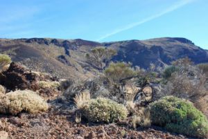 Cañadas del Teide.