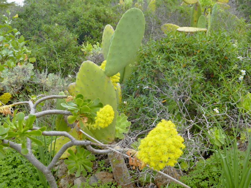 Abstieg nach San Juan de La Rambla.