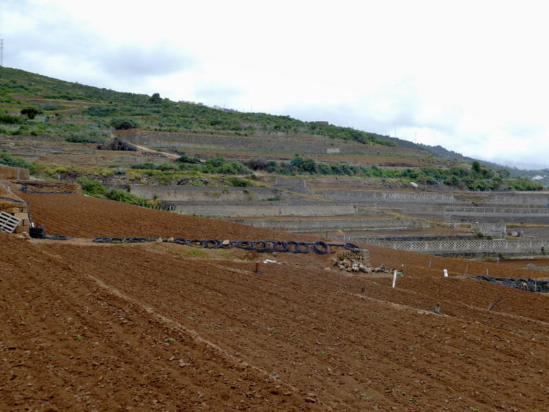 Abstieg nach San Juan de La Rambla.