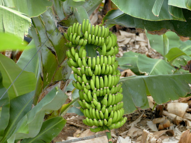 San Juan de La Rambla.