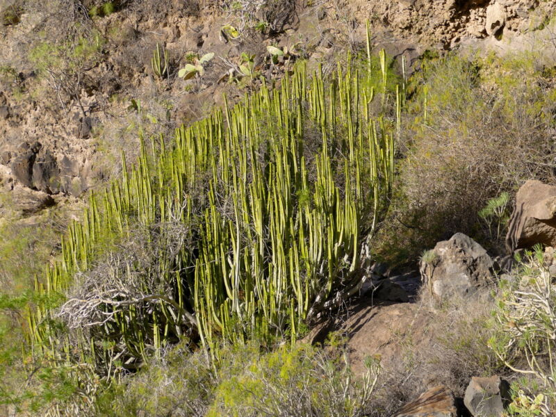 Im Barranco del Infierno.