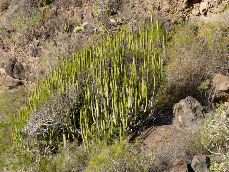 Im Barranco del Infierno.