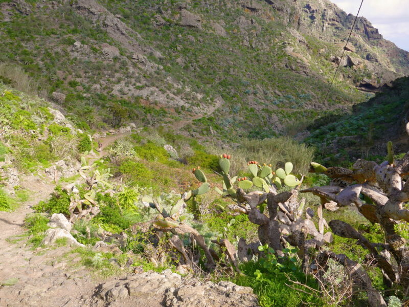 Im Barranco de Roque Bermejo.