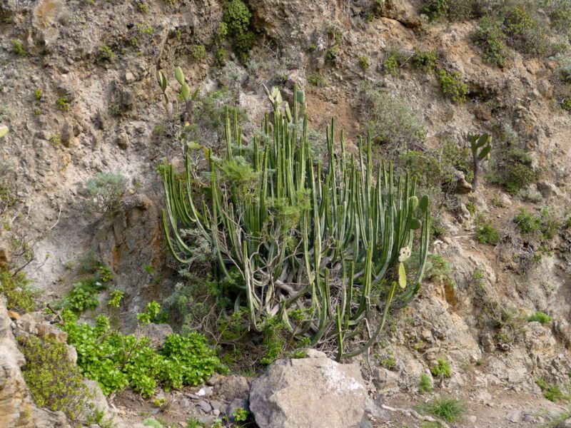 Im Barranco de Roque Bermejo.