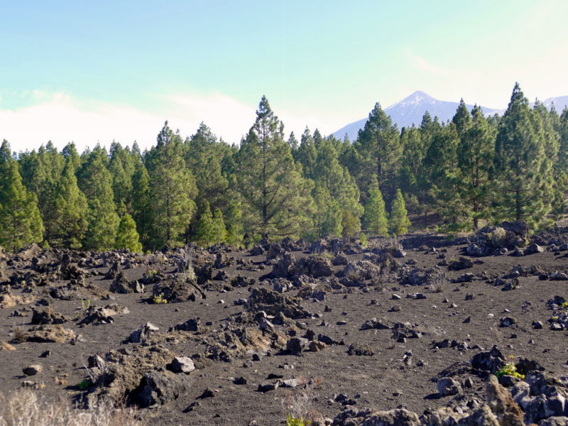 Blick auf den Teide.
