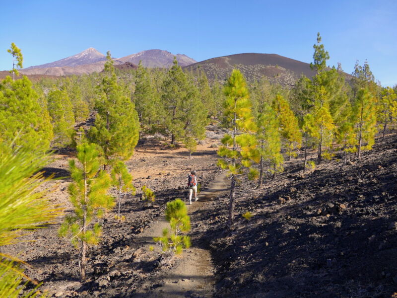 Auf der Runde um den Montaña de la Botija.