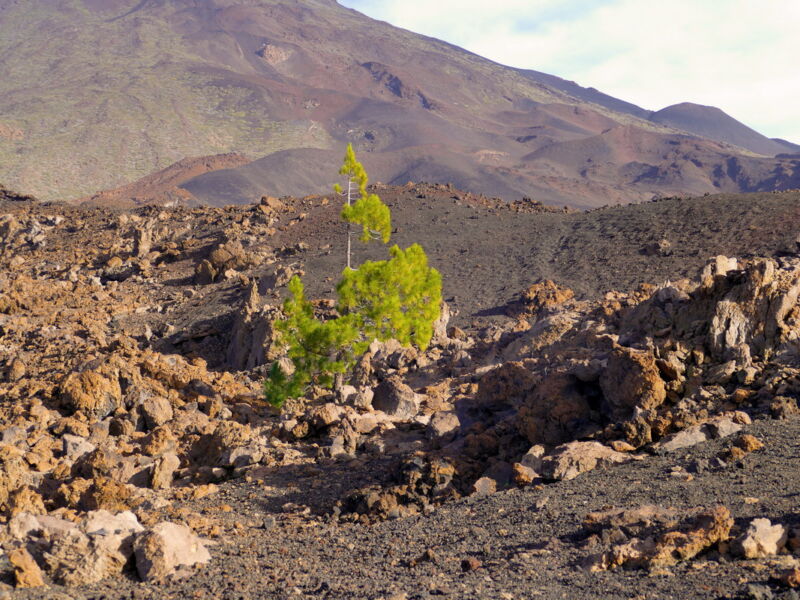 Auf der Runde um den Montaña de la Botija.