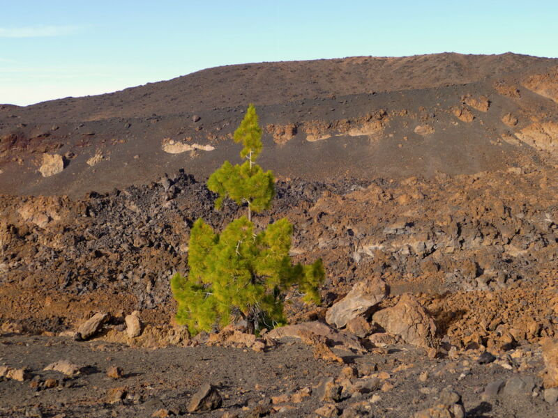 Auf der Runde um den Montaña de la Botija.