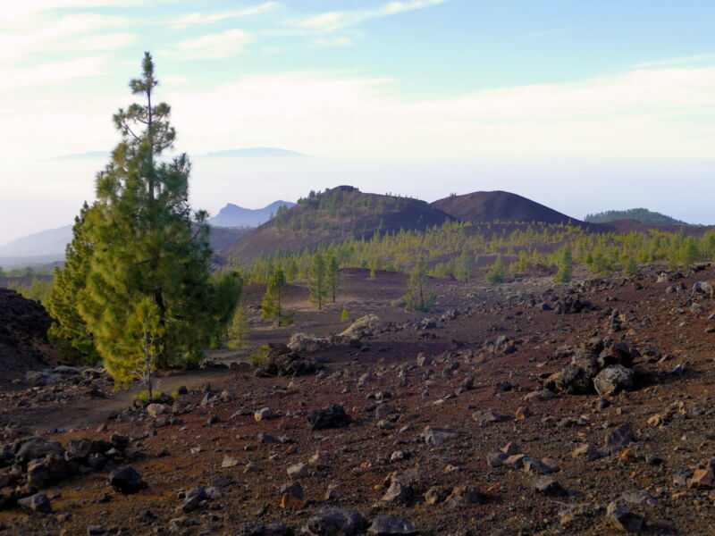 Auf der Runde um den Montaña de la Botija.
