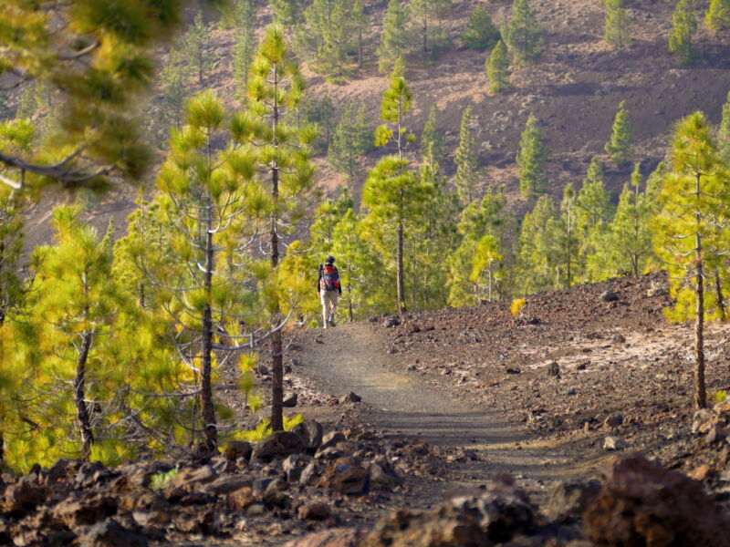 Auf der Runde um den Montaña de la Botija.