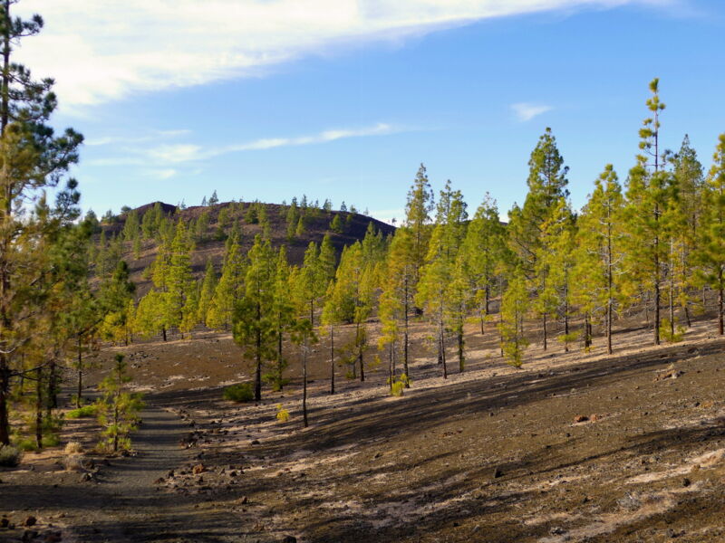 Auf der Runde um den Montaña de la Botija.