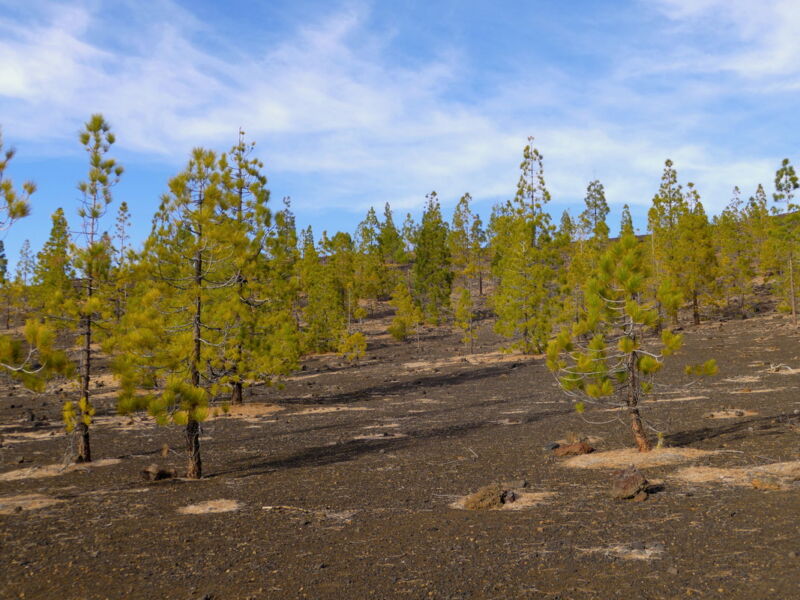 Auf der Runde um den Montaña de la Botija.
