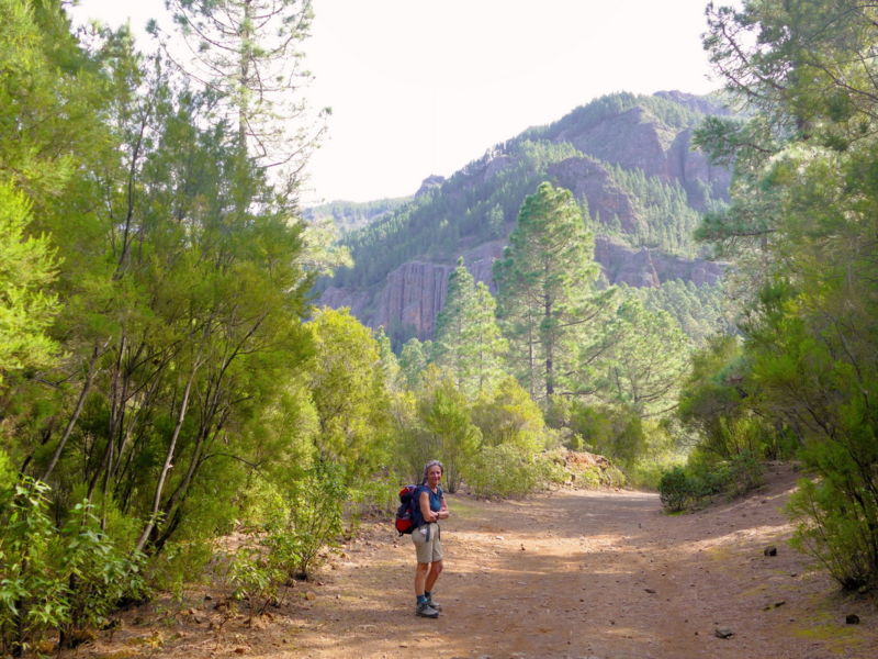Vom Forstweg aus sind die Orgepfeifen zu sehen.