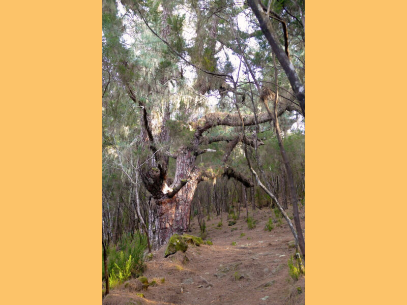 Eine große, weitverzweigte Kiefer steht am Rückweg.