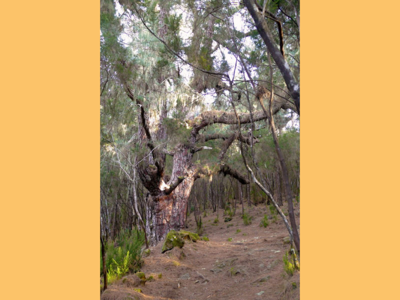 Eine große, weitverzweigte Kiefer steht am Rückweg.