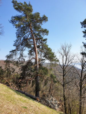 Bei der Zimmerwiese.