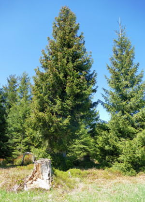 Auf dem Weg zur Kreuzlehütte.