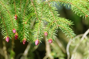 Auf dem Weg zur Kreuzlehütte.
