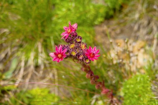 Aufstieg zum Cornopass.