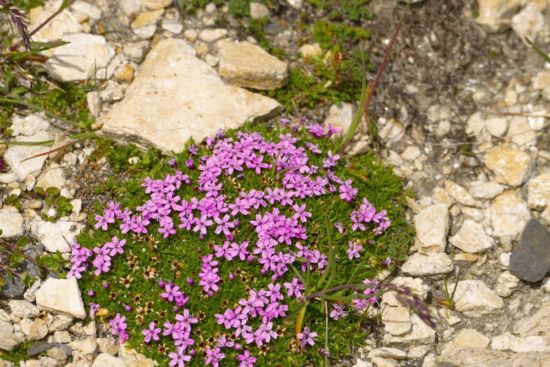 Aufstieg zum Cornopass.