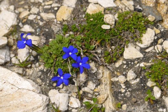 Aufstieg zum Cornopass.