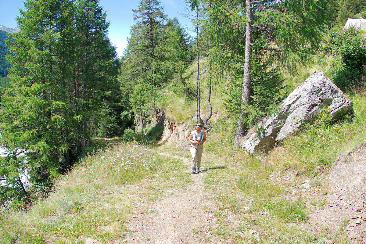 Aufstieg im Arvenwald.