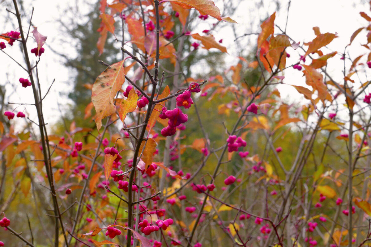 Herbstbote: Pfaffenhütchen.