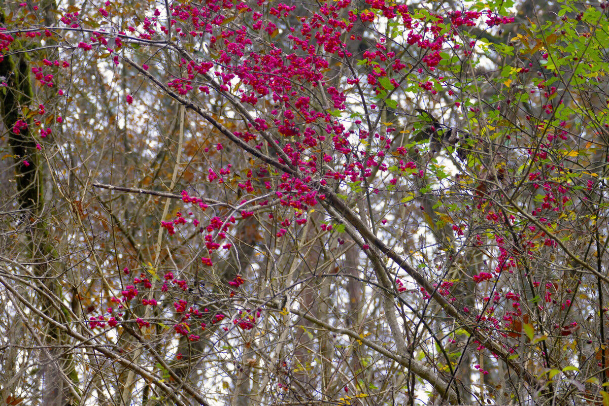 Ein letzter Herbstgruß.