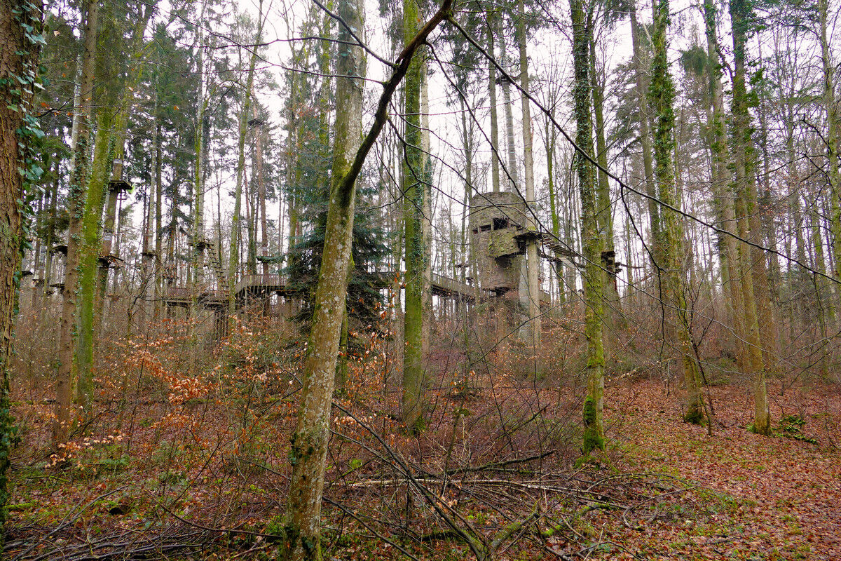 Im Mainauwald - Klettergarten.