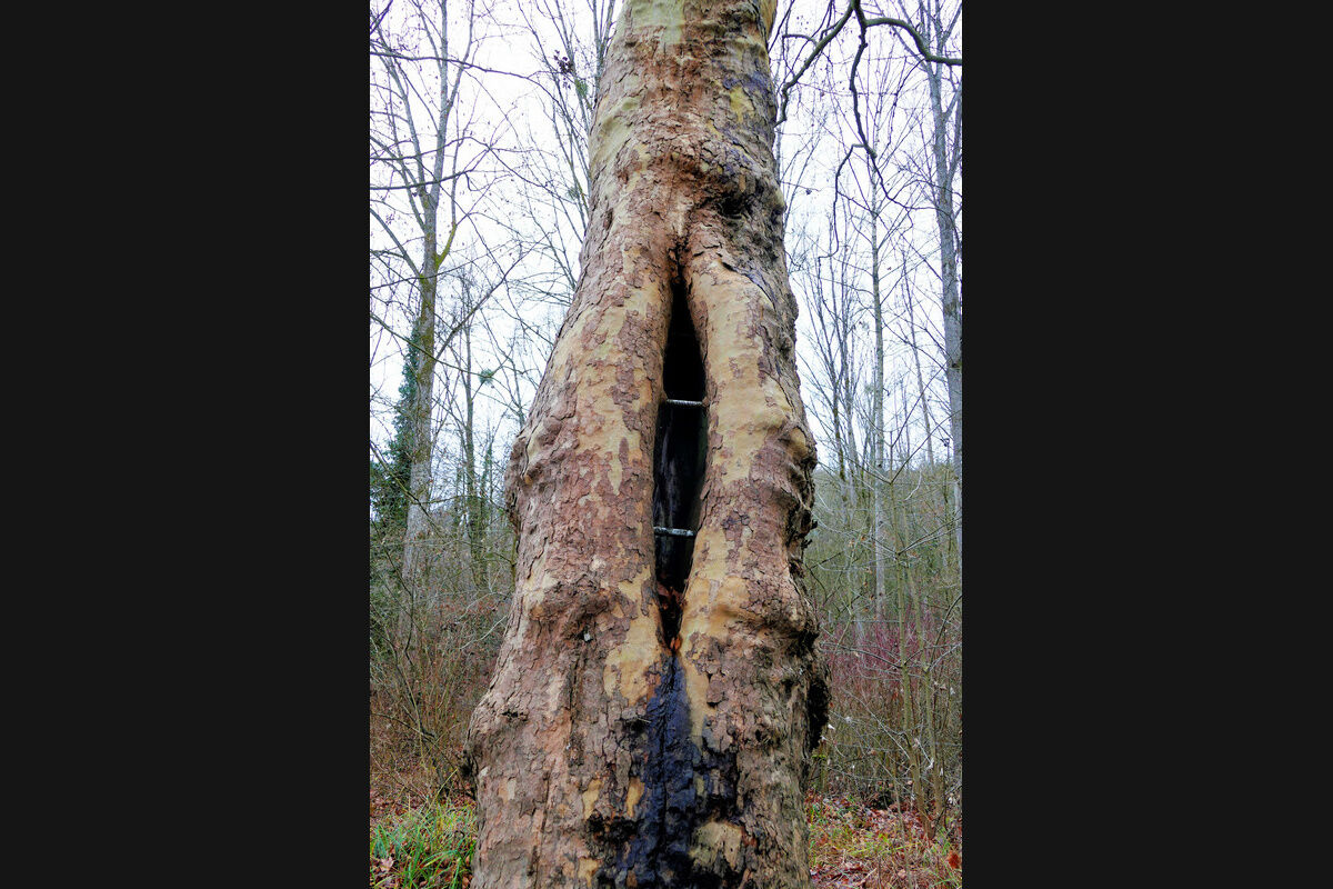 Alte Plantane auf dem Weg Mainau-Egg.