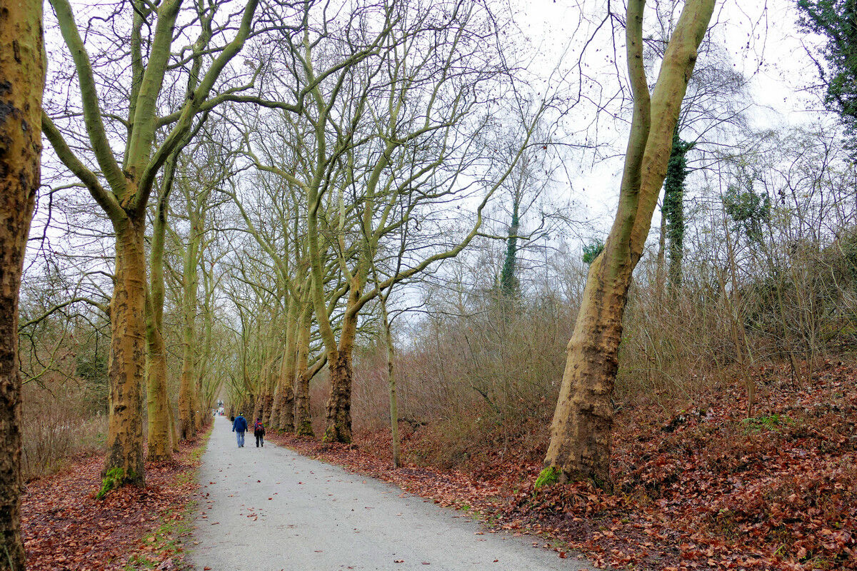 Alter Weg Mainau-Egg.