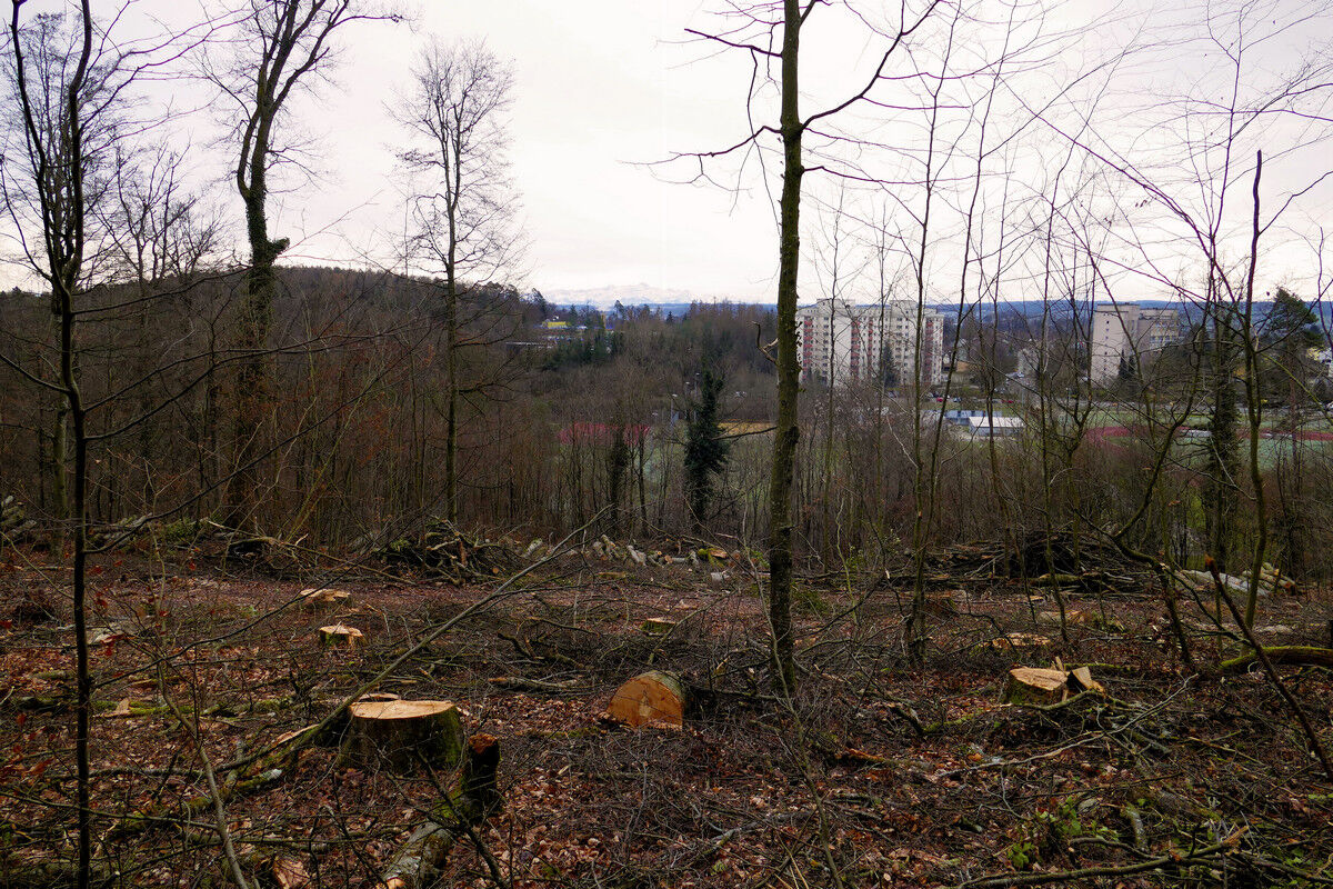 Kranker Buchenwald oberhalb Schwaketen.