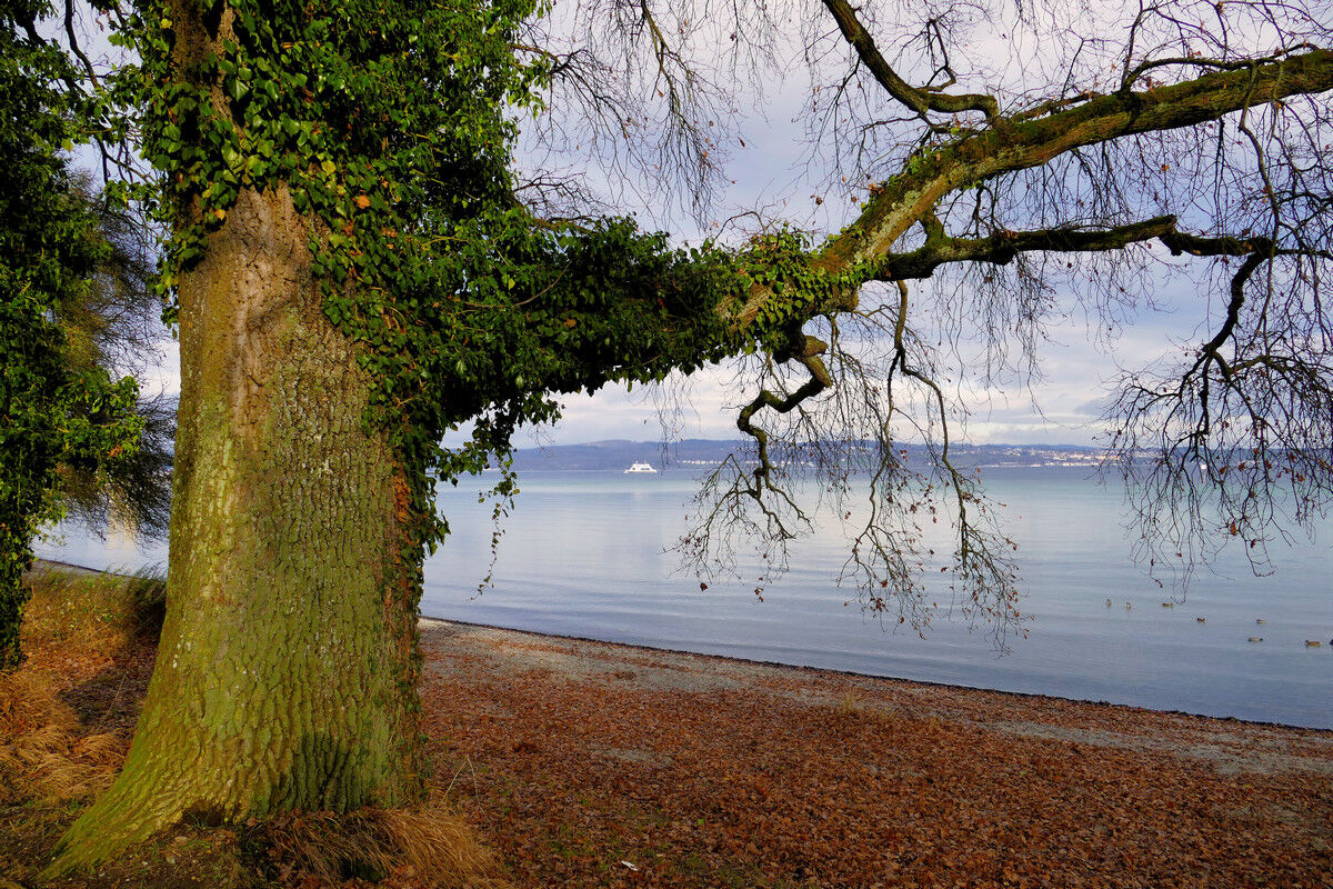 Am Boodensee - Blick nach Meersburg.
