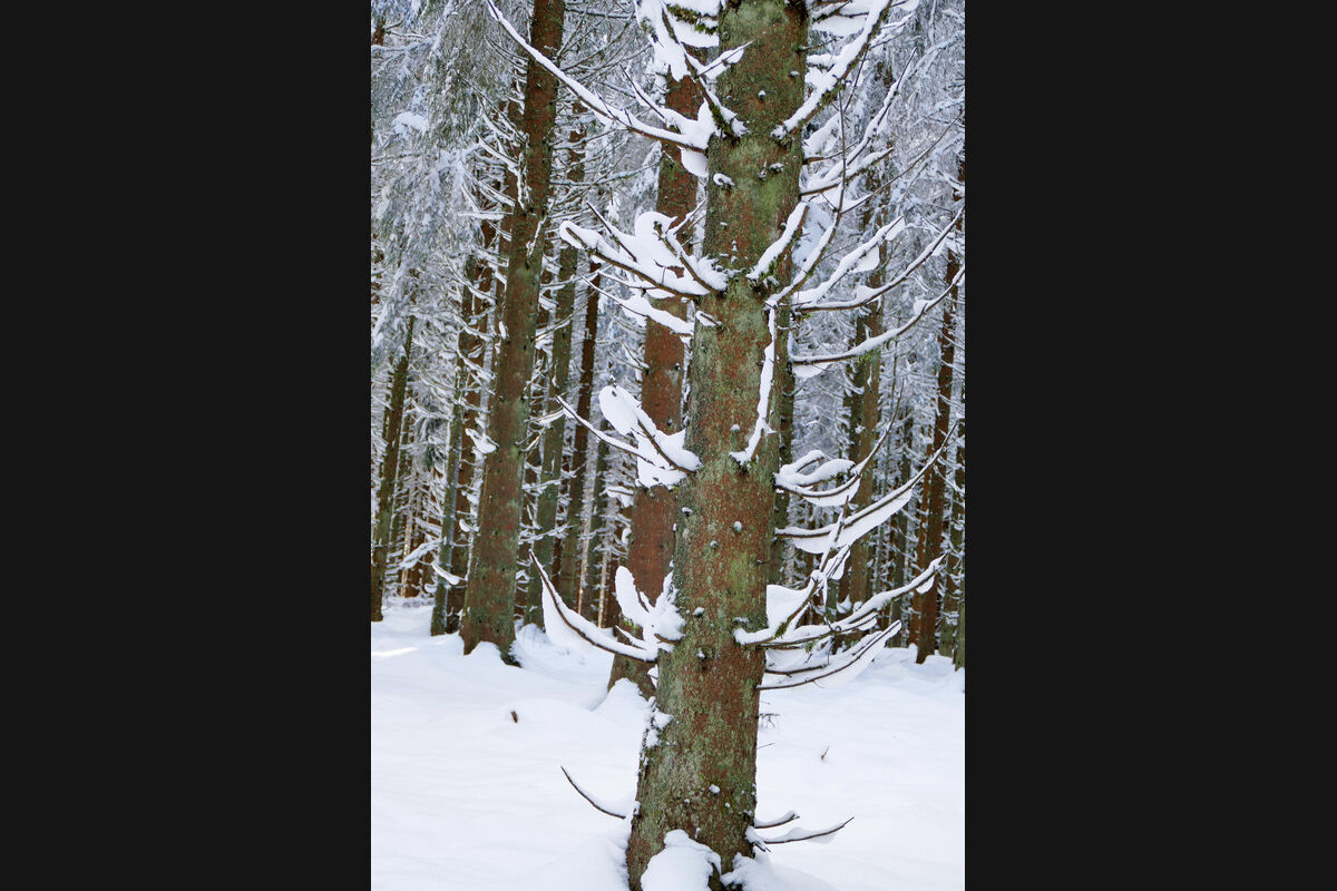 Auf dem Weg hoch zum Hochfirst.