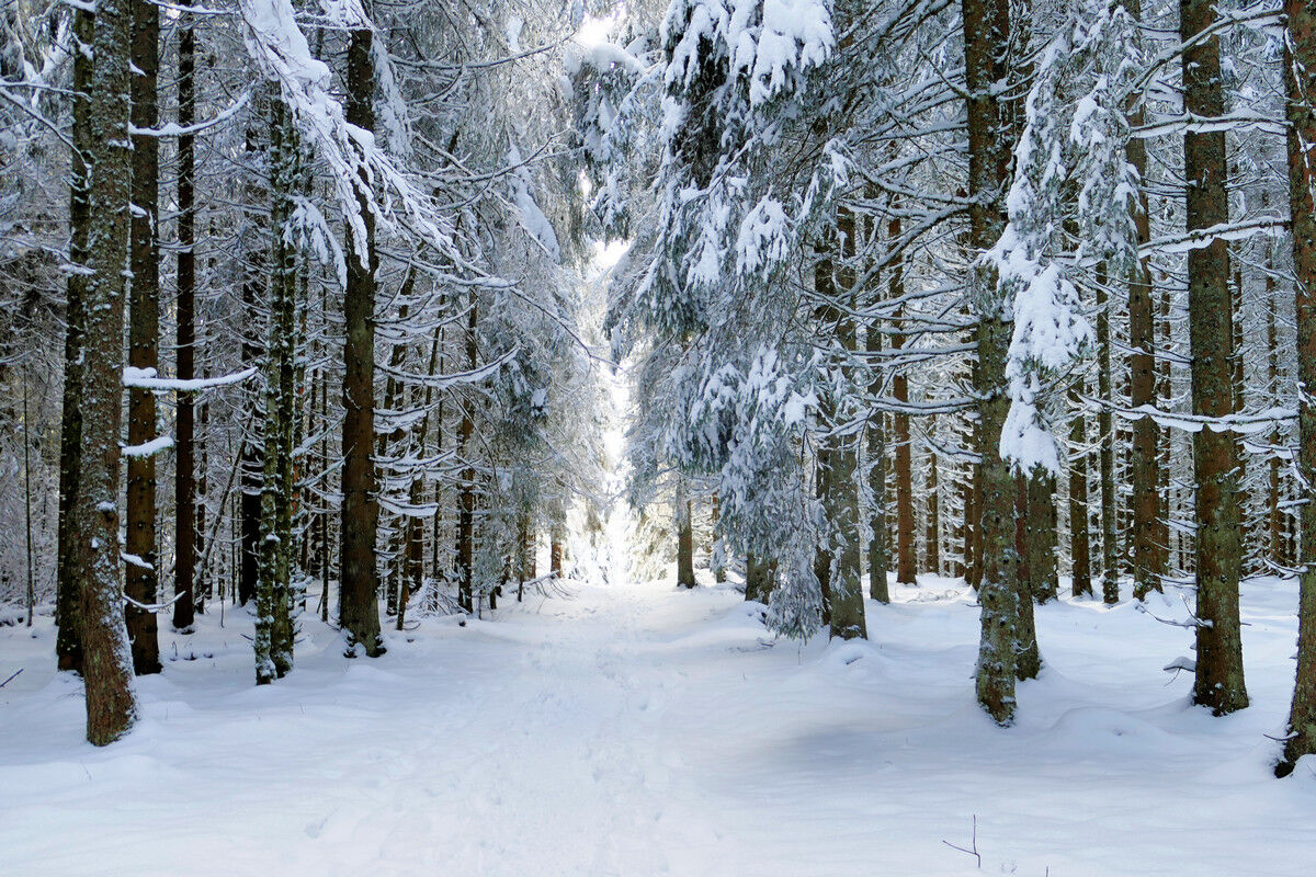 Auf dem Weg hoch zum Hochfirst.