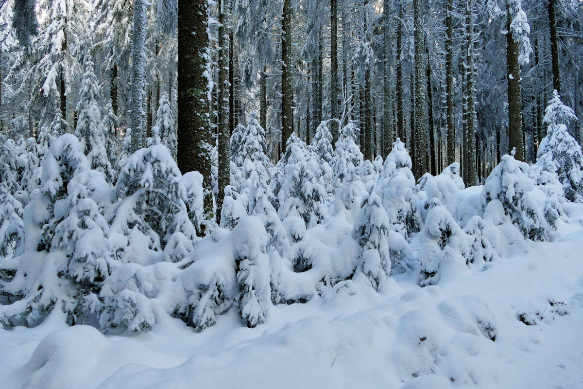 Auf dem Weg hoch zum Hochfirst.